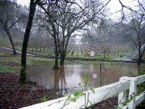051222 Pond Overflow to Trees.gif